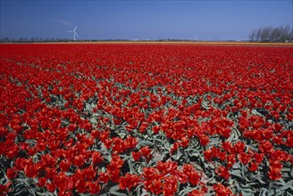 HOLLAND, Noord Holland, Sint Maartensbrug, Field of red tulips with a wind turbine in the far