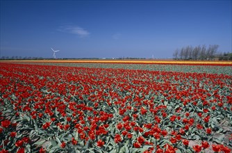 HOLLAND, Noord Holland, Sint Maartensbrug, Field of red tulips with a wind turbine in the far