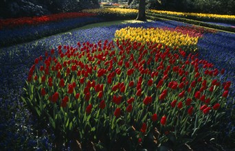 HOLLAND, South, Lisse, Keukenhof Gardens. Multicoloured display of tulips in early morning light
