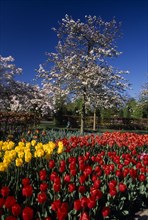 HOLLAND, South, Lisse, Keukenhof Gardens. Multicoloured display of tulips with a white blossoming