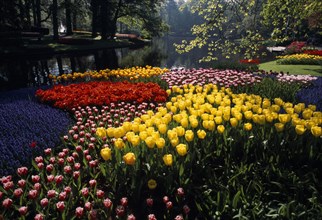 HOLLAND, South, Lisse, Keukenhof Gardens. Multicoloured display of tulips on the edge of the parks
