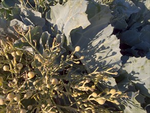 ENGLAND, Seaweed, Detail of Seaweed and Kale on beach