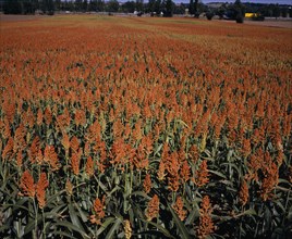 FRANCE, Midi-Pyrenees, Haute-Garonne, Field of millet.