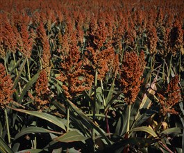 FRANCE, Midi-Pyrenees, Haute-Garonne, Close cropped view of growing millet filling frame.