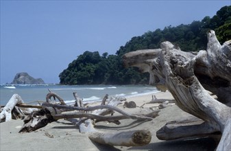 COSTA RICA, Caba Blanco, "Driftwood on beach with trees extending to shore behind, part of nature