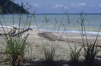 COSTA RICA, Caba Blanco, "Driftwood on shore of beach with papyrus grasses in foreground and sea