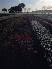 HOLLAND, South, Lisse, Keukenhof Gardens. Tulips in early morning light just outside the park