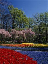 HOLLAND, South, "Keukenhof Gardens. Multicoloured layered display of tulips, cherry blossoms and