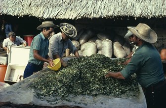 COLOMBIA, Vaupes, Llanero workers mixing sodium bicarbonate powder into coca leaves to help leach