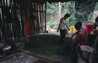 COLOMBIA, Bolivar Province, Magdalena Medio small cocaine lab. Workers stamp on leaves to mix in