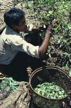 COLOMBIA, Agriculture, Tukano Indigenous Tribe, Barasana Indian (sub group of Trukano) picking coca
