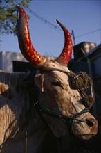 INDIA, Madhya Pradesh, Bhopal, Portrait of cow with horns painted red and yellow and tipped with