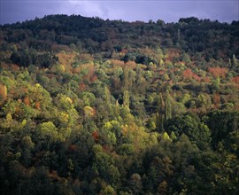 FRANCE, Midi-Pyrenees, Ariege, Forest beside Chateau Usson in Autumn colours.