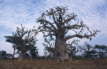 SENEGAL, Landscape, Baobab trees in parched ground.