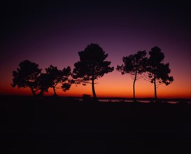 FRANCE, Aquitaine, Gironde, Lac de Lacanau.  Line of trees on lake shore silhouetted against deep