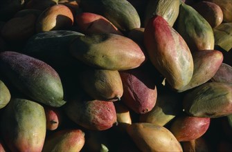 MEXICO, Markets, Mangoes for sale at market