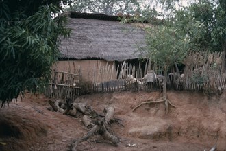 SENEGAL, Architecture, Thatched village house with tree with roots exposed from soil erosion in the