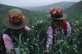 20088795 CHINA Qinghai Province Huzhu County Tu minority women working in WFP Project wheatfields.