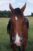 ANIMALS, Equestrian, Horses, "Chestnut horse with sadle and bridle. Plumpton, East Sussex."
