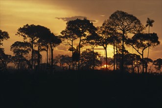 BRAZIL, Amazon, Acre, Brazil nut trees silhouetted against sunset orange sky.