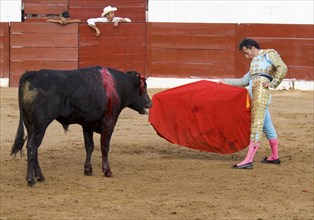 MEXICO, Jalisco, Puerto Vallarta, Bullfight. The matador taunts the bull in the tercio de muerte.
