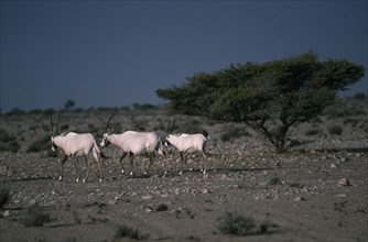 OMAN, Jiddat al Harasis, Arabian Oryx