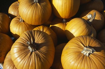 ENGLAND, West Sussex, Slindon, Pumpkins on sale for Halloween