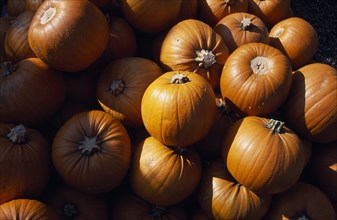 ENGLAND, West Sussex, Slindon, Pumpkins on sale for Halloween