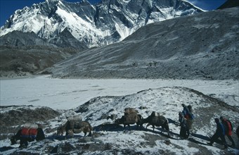 NEPAL, Sagarmatha N. Park, Lhotse, Yaks carrying packs through snow covered mountain landscape