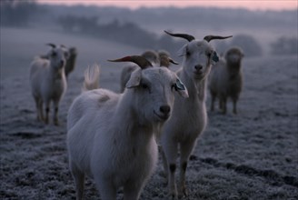 ENGLAND, Oxfordshire, Agriculture, Cashmere goats standing on frosty ground in early morning mist.