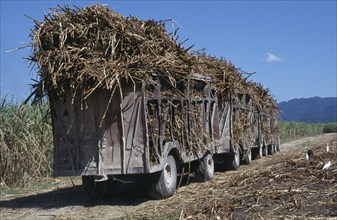 JAMAICA, West Moreland Parish, Agriculture, Truck train of harvested sugar cane on the Frome Estate