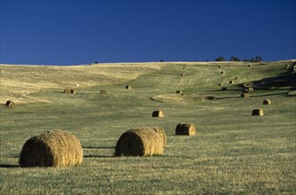 USA, Montana, Cascade County, Circular hay bales on the prairies.