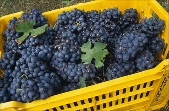 ITALY, Veneto, Lake Garda, Bardolino.   Yellow crates of red grapes harvested for local wine