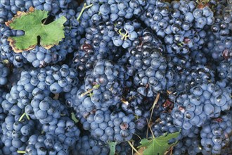 ITALY, Veneto, Lake Garda, Bardolino.   Red grapes harvested for local wine production.