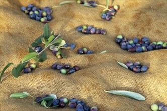 ITALY, Trentino-Alto Adige, Lake Garda Area, Detail of harvested olives lying on hessian in grove