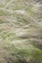 ENGLAND, West Sussex, Worthing, Tall grass moving in gentle wind