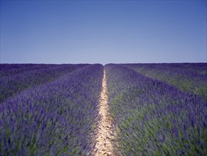FRANCE, Haute Provence, Digne les Bains, Lavender field with blue sky