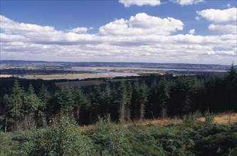 ENGLAND, Gloucestershire, Forest of Dean, Landscape with coniferous plantation and bend in the