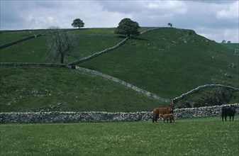 ENGLAND, Derbyshire, Peak District, Dovedale.  Pastureland divided by dry stone walls with cattle