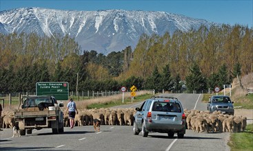 NEW ZEALAND, SOUTH ISLAND, OTAGO, "TARRAS, SHEEP FARMERS HERD THEIR FLOCK ACROSS ROUTE 8 NEAR