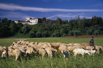 ITALY, Lake Garda Area, Shepherd with flock of sheep and goats with building on crest of wooded
