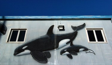 NEW ZEALAND, NORTH ISLAND , AUCKLAND, PAINTING OF AN ADULT ORCA WHALE AND ITS PUP ON THE SIDE OF