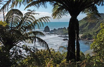 NEW ZEALAND, SOUTH ISLAND, WEST COASt, "UNNAMED BAY, NEW ZEALAND FERNS AT AN UNAMED BAY OFF THE