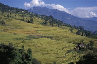 INDIA, Sikkim, Agriculture, Rice terraces on hillside in West Sikkim with mountain backdrop.