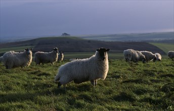 ENGLAND, Wiltshire, Agriculture, Sheep grazing on hillside above the Vale of Pewsey with sunlight