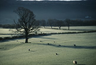 ENGLAND, Cumbria, Coniston, Sheep grazing in frost covered fields on Winter morning with bare trees