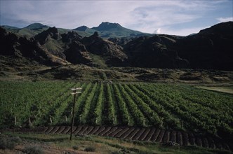 ARMENIA, Vaik Region, Agriculture, Landscape with vineyards.