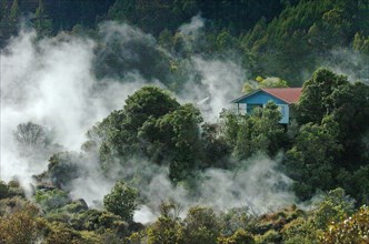NEW ZEALAND, NORTH ISLAND, ROTORUA, BOILING MUD POOLS AND BOILING SULPHUROUS HOT WATER GEYERS OF