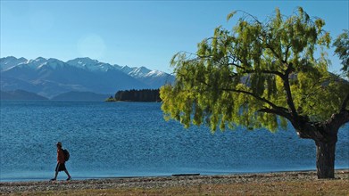 NEW ZEALAND, SOUTH ISLAND, WANAKA, "OTAGO, A MAN WALKS THE SHORELINE OF LAKE WANAKA."