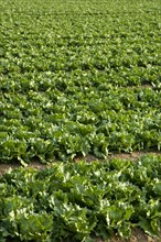 ENGLAND, West Sussex, Chichester, Rows of ripe green lettuce growing in a field